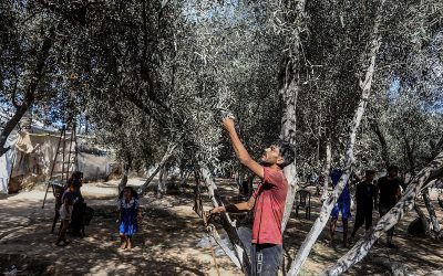 For Gaza’s olive farmers, the war has left little to salvage